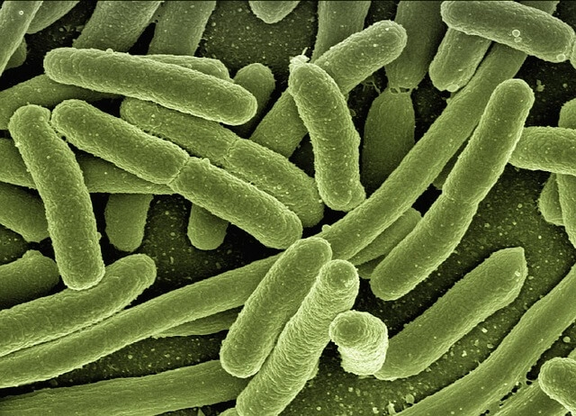koliformne baktérie